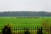 Stado kilkudziesięciu jeleni za płotem na zielonym polu.