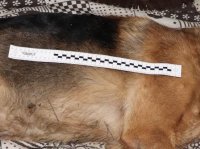 Martwy pies - widok fragmentu jego ciała z policyjna miarką fotograficzną.